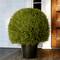2ft. Cedar Pine Topiary in Green Pot